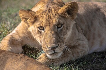 Naklejka premium Young Lioness - Tanzania