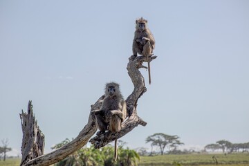 Olive baboons sitting on a dead tree. African wildlife in Kenya and Tanzania national parks.