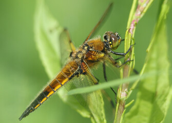 A  newly emerged Four-spotted Chaser, Libellula quadrimaculata, resting on a plant in springtime.