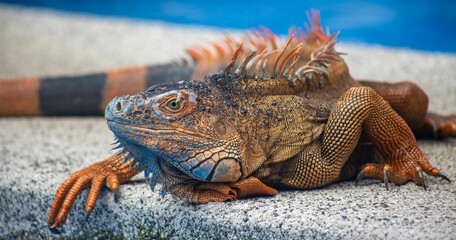 Closeup of a green iguana on concrete of the pool in Costa Rica