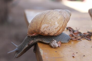Close-up of a snail slowly making its way over a bright orange tabletop