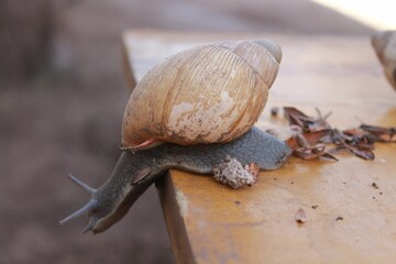 Close-up of a snail slowly making its way over a bright orange tabletop