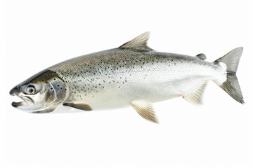 Fototapeta premium Close-up of a silver fish with spotted scales