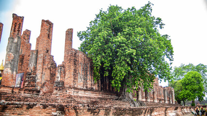 Fototapeta premium The ruins of the old church of Wat Thammikarat are covered with large Bodhi trees in Phra Nakhon Si Ayutthaya Province, Thailand.