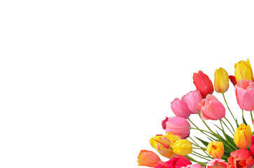 Multicolored tulips in a vase, isolated on white background, colorful tulips