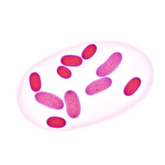A microscopic views of Neisseria gonorrhoeae bacteria  on a white background. Gonorrhoea is a common sexually transmitted infection usually spreads through vaginal, oral and anal sex