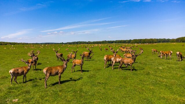 Herd of deer grazing in a lush green field against a bright blue sky - Powered by Adobe