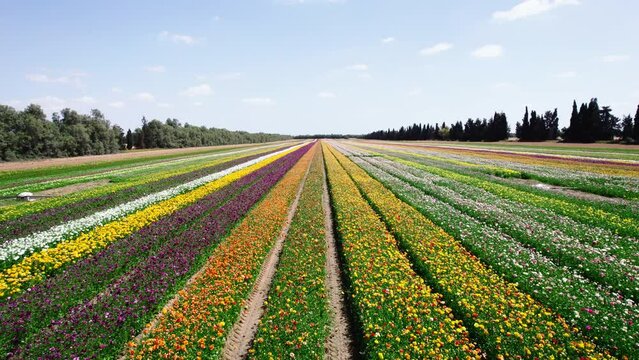 Field aerial video of Ranunculus in Kibbutz Nir Yitzhak