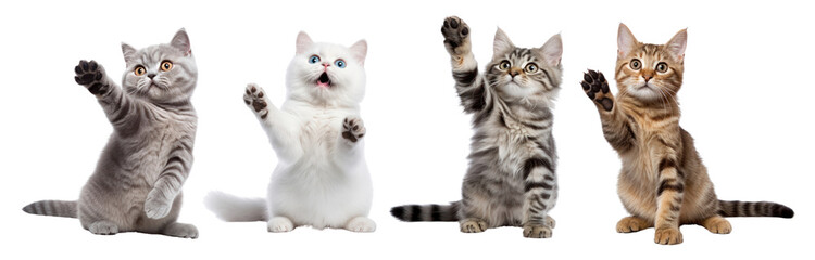 Cute kitten png element set on transparent background