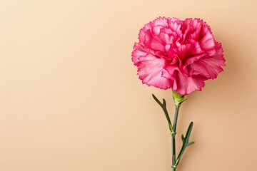 vibrant pink carnation flower