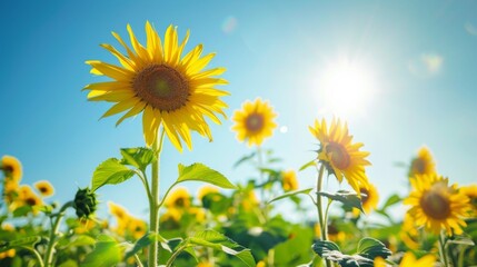 Vibrant sunflower field under a clear blue sky with bright sunshine.