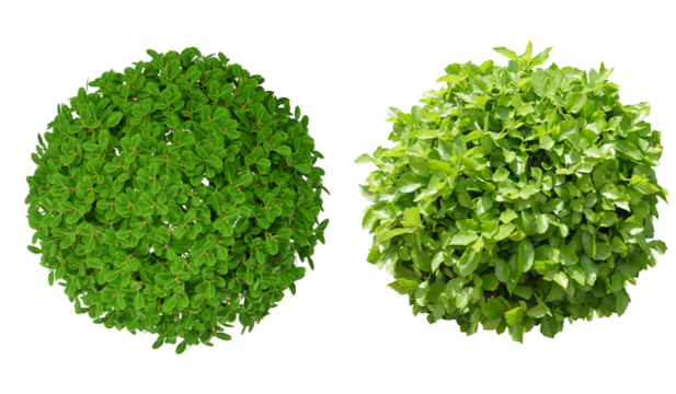 Green bush isolated transparent background. Plant shrub from top view