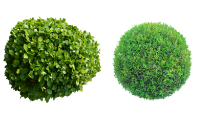 Round shape clipped topiary tree from top view isolated on white background