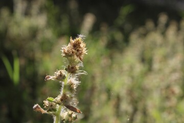 Closeup of a withered plant on a meadow