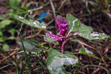 Closeup of a purple plant with green leaves covered with waterdrops