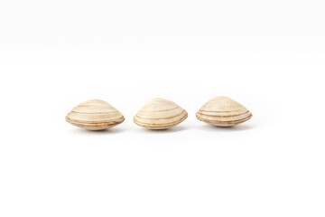 White clam centered on a white background, with a focus on texture and simplicity
