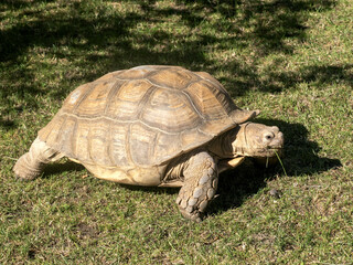 African spurred tortoise, Centrochelys sulcata, grazing on green grass