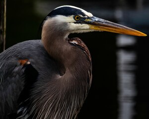 Closeup of a Great blue heron with a blurry background