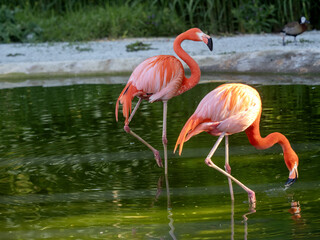 Greater Flamingo, Phoenicopterus ruber, foraging in the water.