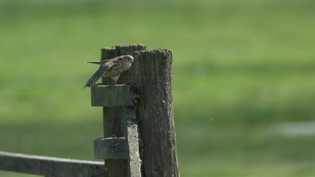 A hunting Merlin, Falco columbarius, streatching on a fence post in a meadow.