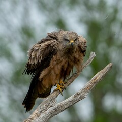 Majestic black kite (Milvus migrans) perched on a branch against a backdrop of lush green foliage
