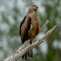 Black kite (Milvus migrans) perched atop a tree branch against a blurred green forest background