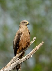 Black kite (Milvus migrans) perched atop a tree branch against a blurred green forest background