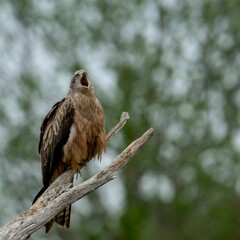 Black kite (Milvus migrans) perched atop a tree branch against a blurred green forest background