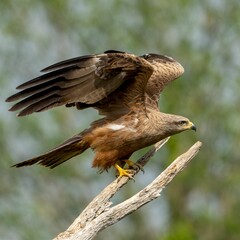 Black kite (Milvus migrans) with its wings outstretched perched atop a tree branch