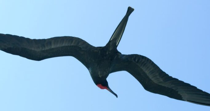 Closeup of male Frigatebird with red pouch spreading wings in sky. 