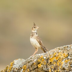 Common crested lark (Galerida cristata) perched atop a gray rock
