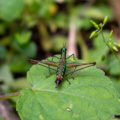 Vibrant green grasshopper perched atop a lush green leaf on a grassy terrain