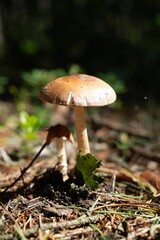 Brown mushroom on the ground illuminated by bright sunlight