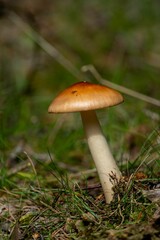 Tawny grisette mushroom in a green forest setting, Amanita fulva