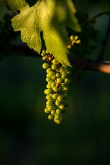 Lush vineyard on a hillside provides a beautiful backdrop for a cluster of ripening purple grapes