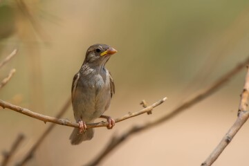 Fototapeta premium Small sparrow perched atop a branch in a wooded area