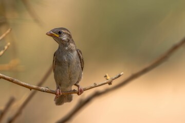 Fototapeta premium Small sparrow perched atop a branch in a wooded area