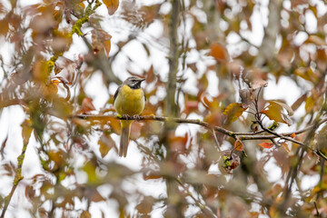 Grey Wagtail (Motacilla cinerea) perched on a tree branch. UK 