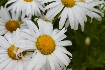 this is a white daisy that is in the middle of some grass