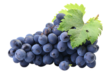 Bunch of grapes isolated on white