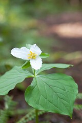 Delicate white Trillium ovoid flower blooming in a tranquil wooded