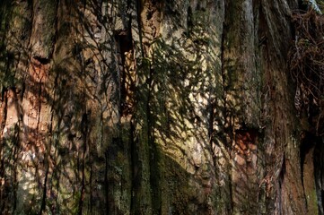 Close-up of the bark of a tree in a dense and verdant forest