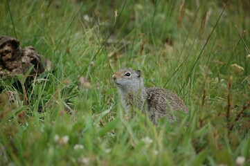 Uinta ground squirrel (Urocitellus armatus) in a lush green meadow