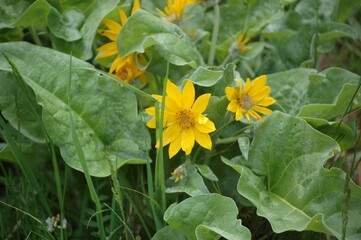 Vibrant California compassplant (Wyethia angustifolia)  flowers blooming in a lush green garden