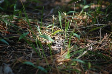 Snake in a lush field of tall grass bathed in golden sunlight