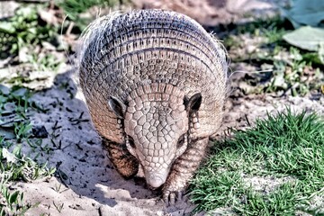 Closeup shot of an armadillo walking on a dirt surface