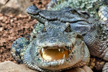 Fototapeta premium Closeup shot of two alligators resting upon a rocky surface
