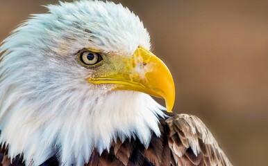 Close-up shot of a majestic bald eagle, with its intense gaze