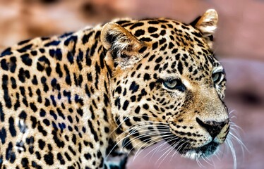 Closeup of a leopard at a zoo