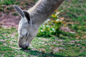 Closeup of a white llama grazing on a grassy field